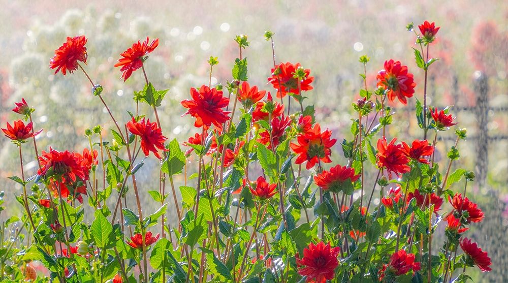Oregon-Canby-Swam Island Dahlias-water coming down on flowers